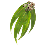 eukalyptus
